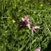 Scopriamo poi anche delle Ophrys sipontensis, caratterizzate anchesse dal rosa, ma dal labello scuro
